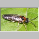 Mesoneura opaca - Blattwespe 01b 7mm.jpg